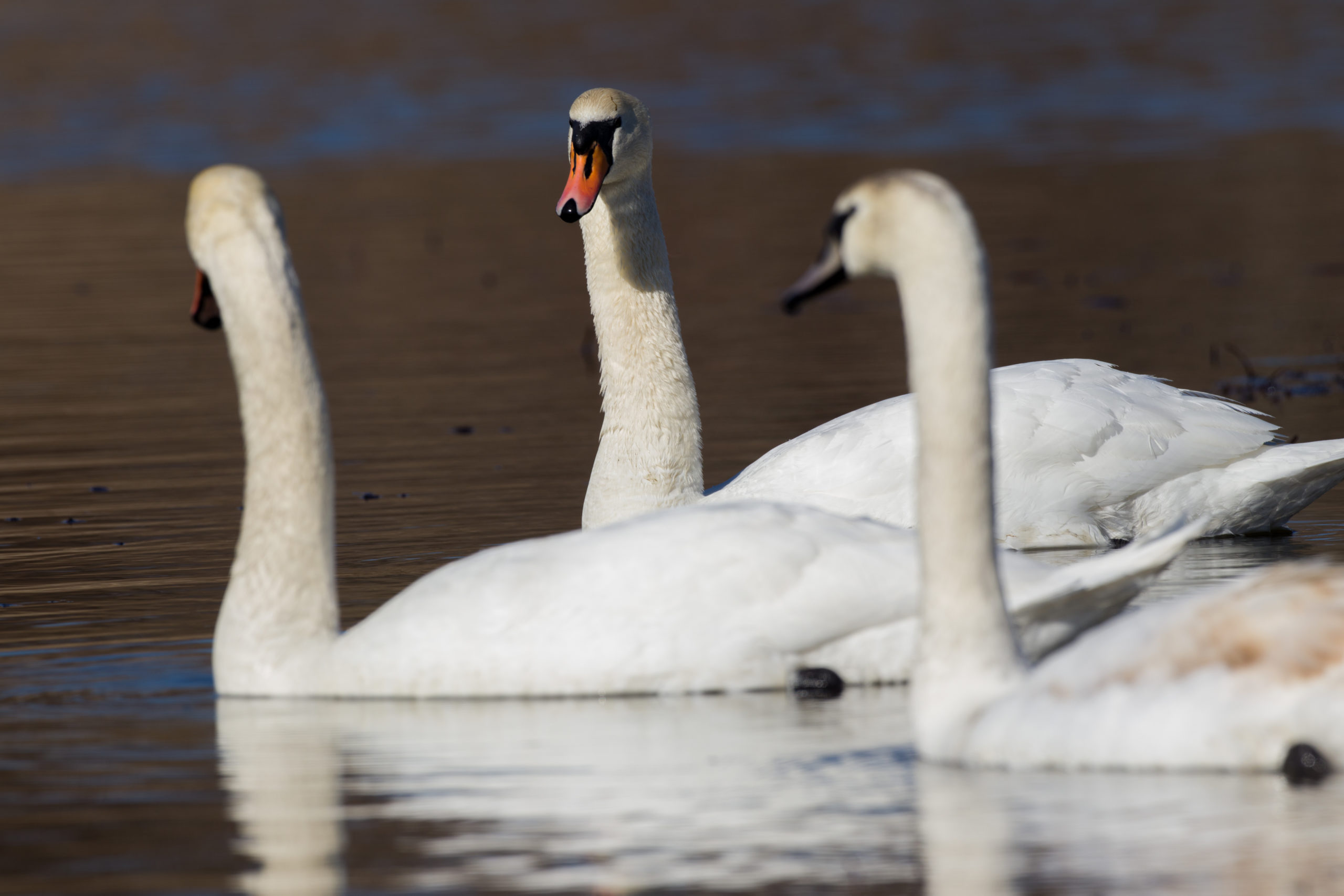 Lebede de vară (Cygnus olor) Parcul Natural „Lunca Mureșului”