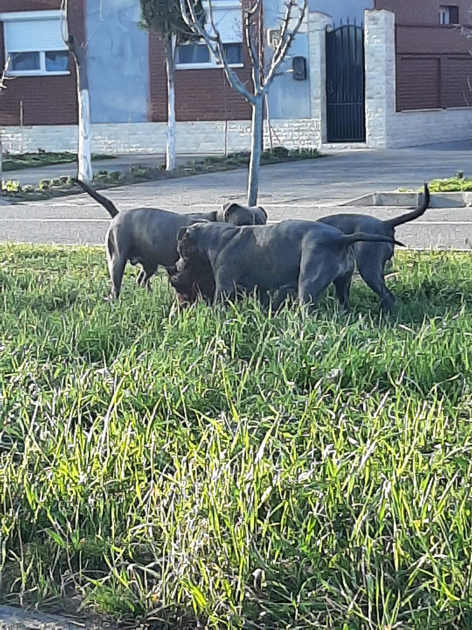 FOTO | Oradea: Câini Amstaff scăpați din curte au sfâșiat un câine scos la plimbare de stăpân