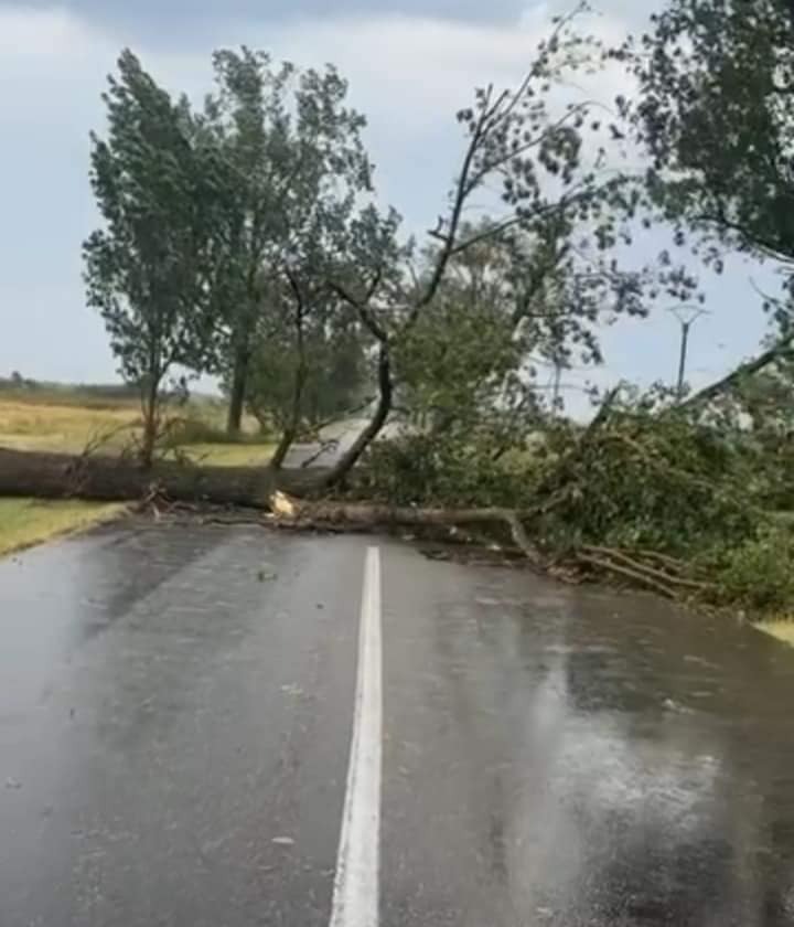 FOTO | Drumuri blocate de copacii căzuţi în urma furtunii