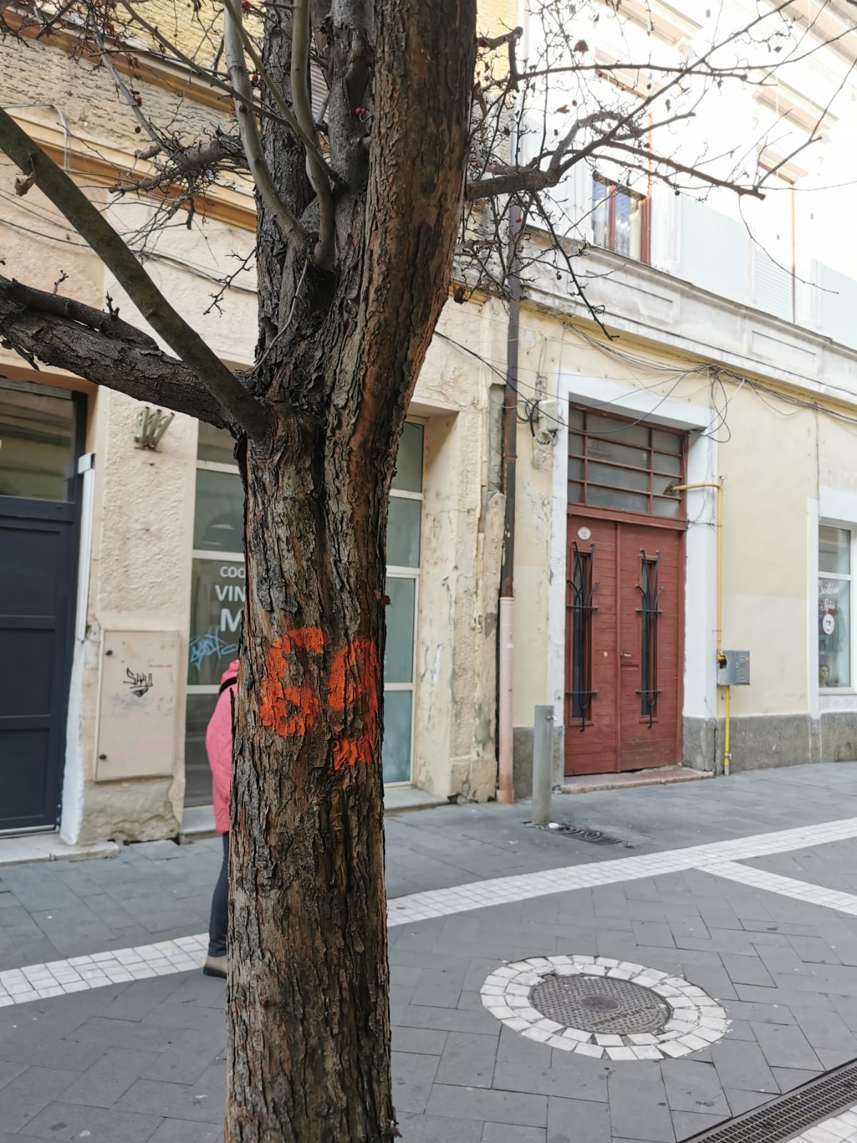 FOTO | Se schimbă arborii de pe Mețianu